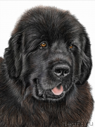 Превью фото № 168438