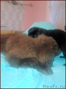 Превью фото № 168565