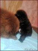 Превью фото № 168567