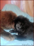 Превью фото № 168568