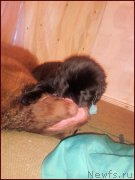 Превью фото № 168569