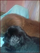 Превью фото № 168570