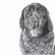 Превью фото № 168590