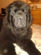 Превью фото № 168591