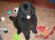 Превью фото № 168603