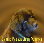 Превью фото № 168729