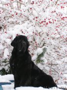 Превью фото № 168759