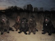 Превью фото № 168770