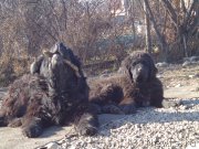 Превью фото № 168780