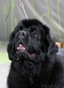 Превью фото № 168808