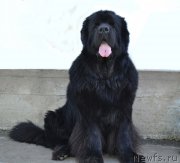 Превью фото № 168818