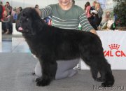 Превью фото № 168835