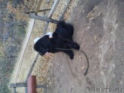 Превью фото № 168861