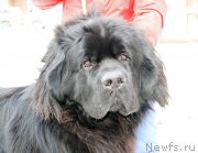 Превью фото № 168888