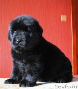 Превью фото № 168901