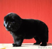 Превью фото № 168902