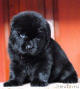 Превью фото № 168909