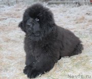 Превью фото № 168915