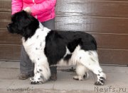 Превью фото № 168947