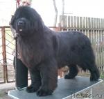 Превью фото № 16906