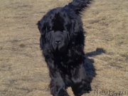 Превью фото № 169090