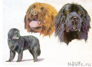 Превью фото № 169105