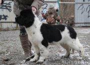 Превью фото № 169145