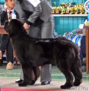 Превью фото № 169148