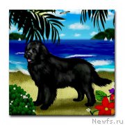 Превью фото № 169164