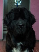 Превью фото № 169169