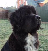 Превью фото № 169170