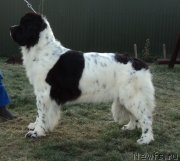 Превью фото № 169176