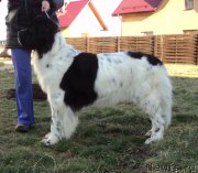 Превью фото № 169177