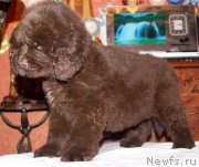 Превью фото № 169195