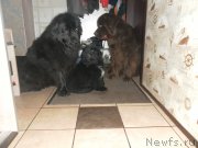 Превью фото № 169198