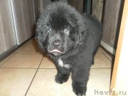 Превью фото № 169199