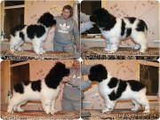 Превью фото № 169203