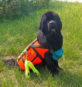 Превью фото № 169221