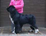 Превью фото № 169233