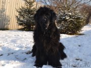 Превью фото № 169253