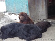 Превью фото № 169293