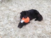 Превью фото № 169297