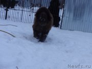 Превью фото № 169328