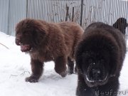 Превью фото № 169330