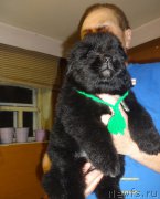 Превью фото № 169360