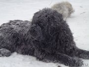 Превью фото № 169402