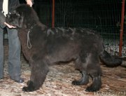 Превью фото № 169472