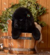 Превью фото № 169486