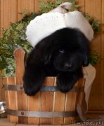 Превью фото № 169488