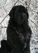 Превью фото № 169489